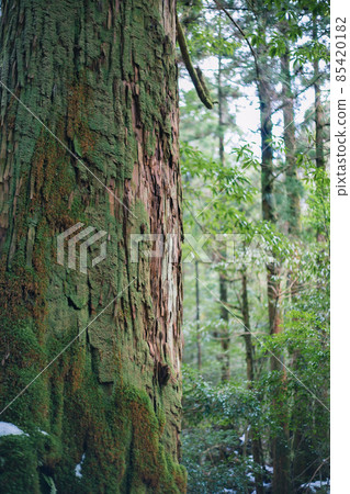 冬天屋久島的風景(Mononoke no Mori)~九州的世界自然遺產~ 冬天屋久島的風景(Mononoke no Mori)~九州的世界自然遺產~ 85420182