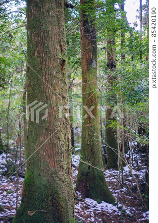 冬天屋久島的風景(Mononoke no Mori)~九州的世界自然遺產~ 冬天屋久島的風景(Mononoke no Mori)~九州的世界自然遺產~ 85420190