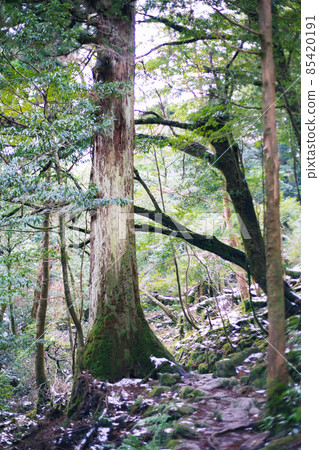 冬天屋久島的風景(Mononoke no Mori)~九州的世界自然遺產~ 冬天屋久島的風景(Mononoke no Mori)~九州的世界自然遺產~ 85420191