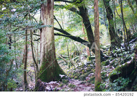 Scenery of Yakushima in winter (Mononoke no Mori) ~ Kyushu's World Natural Heritage ~ Scenery of Yakushima in winter (Mononoke no Mori) ~ Kyushu's World Natural Heritage ~ 85420192