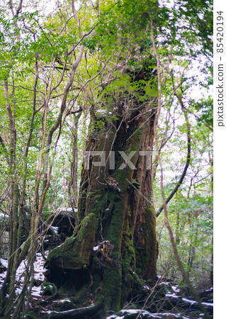 Scenery of Yakushima in winter (Mononoke no Mori) ~ Kyushu's World Natural Heritage ~ Scenery of Yakushima in winter (Mononoke no Mori) ~ Kyushu's World Natural Heritage ~ 85420194