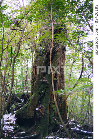 Scenery of Yakushima in winter (Mononoke no Mori) ~ Kyushu's World Natural Heritage ~ Scenery of Yakushima in winter (Mononoke no Mori) ~ Kyushu's World Natural Heritage ~ 85420195