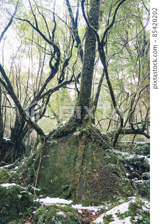 冬天屋久島的風景(Mononoke no Mori)~九州的世界自然遺產~ 冬天屋久島的風景(Mononoke no Mori)~九州的世界自然遺產~ 85420202