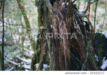 冬天屋久島的風景（Mononoke no Mori）～九州的世界自然遺產～ 85420217