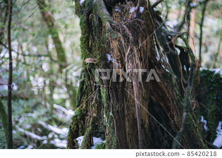 冬天屋久島的風景（Mononoke no Mori）～九州的世界自然遺產～ 85420218