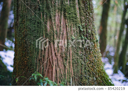 冬天屋久島的風景（Mononoke no Mori）～九州的世界自然遺產～ 85420219