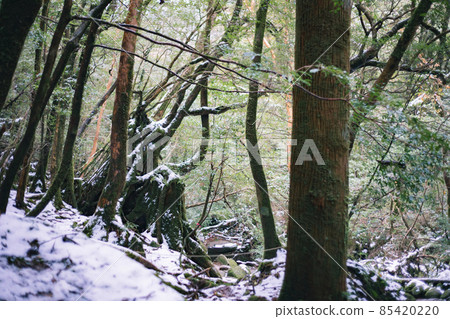 冬天屋久島的風景（Mononoke no Mori）～九州的世界自然遺產～ 85420220