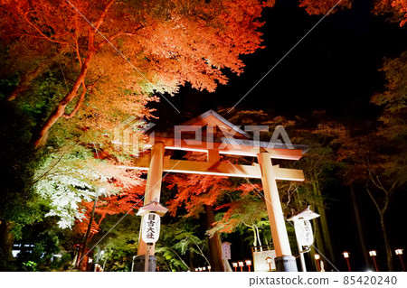 Hiyoshi Taisha Shrine Autumn Leaves Illuminated 85420240