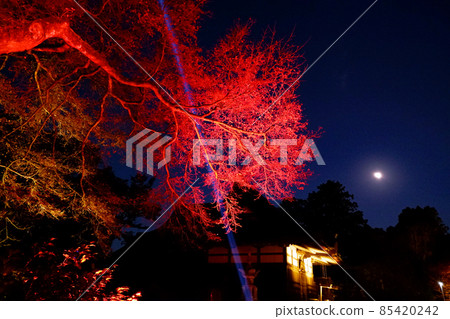 Hiyoshi Taisha Shrine Autumn Leaves Illumination and Moon 85420242
