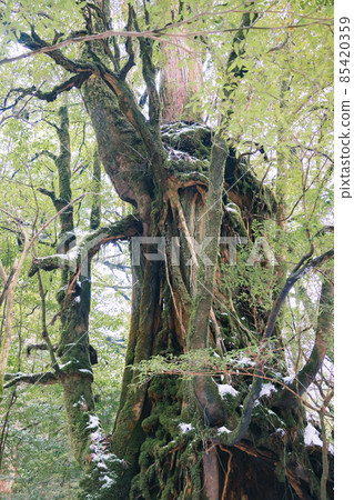 冬天屋久島的風景（Mononoke no Mori）～九州的世界自然遺產～ 85420359