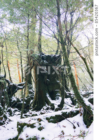 冬天屋久島的風景(Mononoke no Mori)~九州的世界自然遺產~ 冬天屋久島的風景(Mononoke no Mori)~九州的世界自然遺產~ 85420367