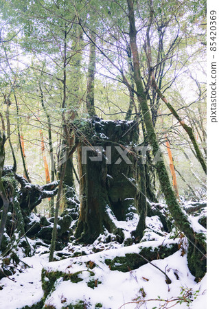 冬天屋久島的風景(Mononoke no Mori)~九州的世界自然遺產~ 冬天屋久島的風景(Mononoke no Mori)~九州的世界自然遺產~ 85420369