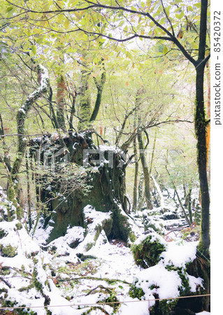 冬天屋久島的風景(Mononoke no Mori)~九州的世界自然遺產~ 冬天屋久島的風景(Mononoke no Mori)~九州的世界自然遺產~ 85420372