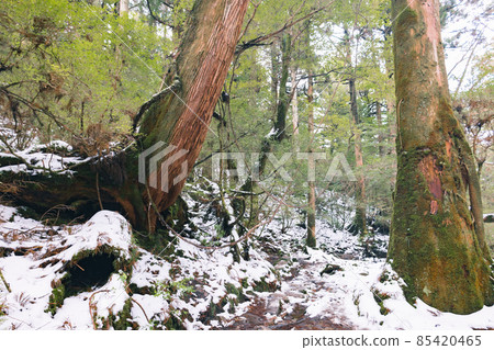 冬天屋久島的風景（Mononoke no Mori）～九州的世界自然遺產～ 85420465