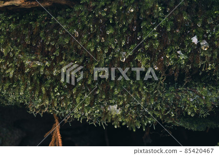 冬天屋久島的風景（Mononoke no Mori）～九州的世界自然遺產～ 85420467