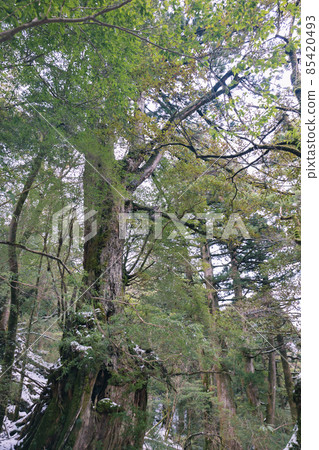 冬天屋久島的風景（Mononoke no Mori）～九州的世界自然遺產～ 85420493