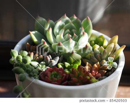 窗台上冬日早晨的多肉植物 窗台上冬日早晨的多肉植物 85420503