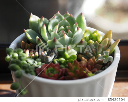 窗台上冬日早晨的多肉植物 85420504