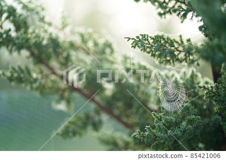 Dew drops on the web.View pine branches with drops of dew . mountain pine Dew drops on the web.View pine branches with drops of dew . mountain pine 85421006