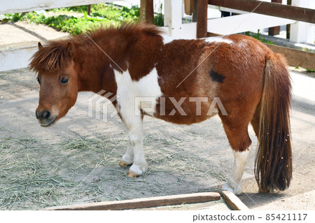 Zoo scenery pony 85421117