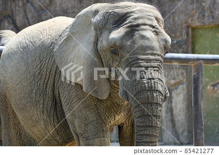 Zoo scenery elephant 85421277