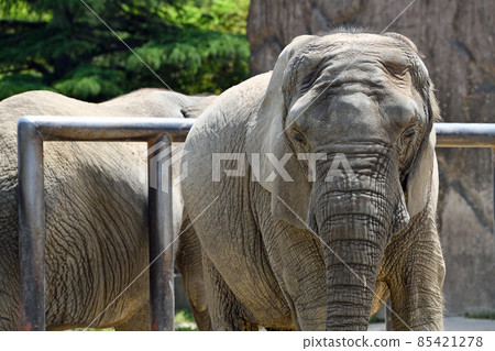 Zoo scenery elephant 85421278