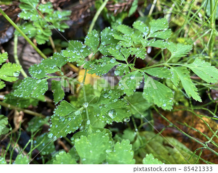 Polka dots on the leaves of grass 85421333