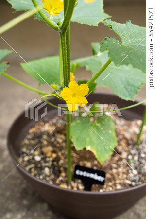 Cucumber flowers Cucumber flowers 85421571
