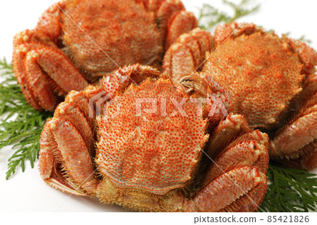 Horsehair crab on white background 85421826