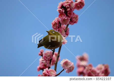 Mejiro as if falling from the blue sky 85422107