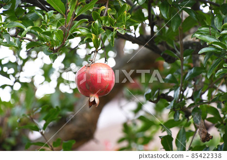 Pomegranate (gypsum) 85422338