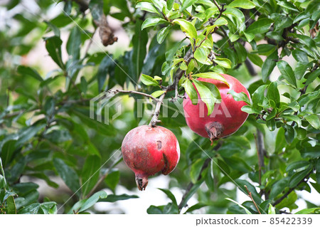 石榴（石膏） 85422339