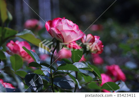 Rose   85423411