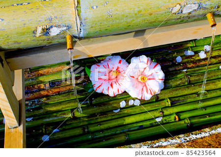 [神奈川] 春櫻岡神社的山茶花 85423564