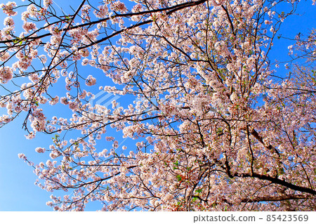 [Kanagawa] Cherry blossoms in full bloom at Kamakura Kuzuhara Oka Shrine in spring 85423569