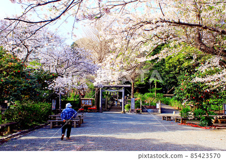 [Kanagawa] Spring Kamakura Ishitorii and cherry blossoms in full bloom at Kuzuhara Oka Shrine 85423570