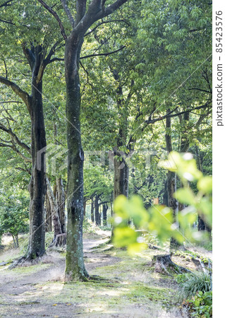 綠意盎然的公園，綠樹成蔭的步行道（Ayameike Park） 85423576