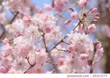 Cherry blossoms in full bloom, double-flowered sakura, Maihime, new species, pretty 85423577