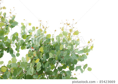 Eucalyptus Eucalyptus 85423669