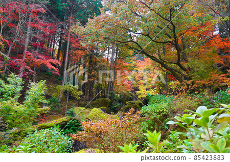鬼岩公園飛驒木曾川國立紀念碑秋葉水波市 85423883