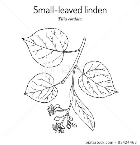 Tilia cordata or small-leaved linden, medicinal plant Tilia cordata or small-leaved linden, medicinal plant 85424468