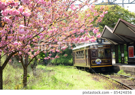 The retro issue that runs on the Sakura-blooming Randen / Kitano line The retro issue that runs on the Sakura-blooming Randen / Kitano line 85424856