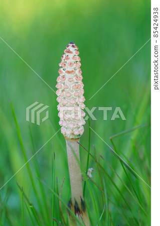 Closeup of an emerging herbaceous perennial plant, the field or common horsetail , Equisetum arvense, in the grass Closeup of an emerging herbaceous perennial plant, the field or common horsetail , Equisetum arvense, in the grass 85424938