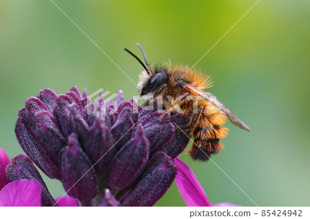 Closeup of a fresh emerged male red mason bee , Osmia rufa, on a purple wallflower, Erisymum Cheir 85424942