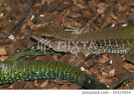 Closeup of the giant or green ameiva, South American ground lizard, Amazon racerunner or Ameiva maeiva Closeup of the giant or green ameiva, South American ground lizard, Amazon racerunner or Ameiva maeiva 85424954