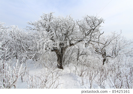 Snow Scenery of Balwangsan Mountain, Pyeongchang-gun, Gangwon-do 85425161