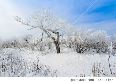 Snow Scenery of Balwangsan Mountain, Pyeongchang-gun, Gangwon-do 85425162