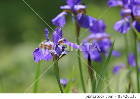 鳶尾花鳶尾花 85426135