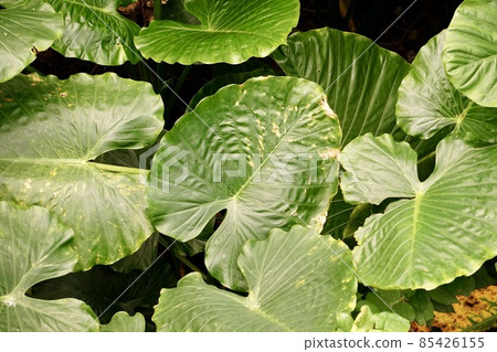 Miyakojima, Okinawa Prefecture Alocasia Miyakojima, Okinawa Prefecture Alocasia 85426155