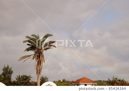 沖繩縣宮古島彩虹和棕櫚樹 85426164